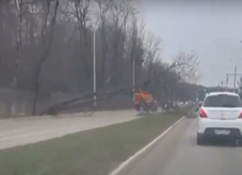 В Ставрополе случился транспортный коллапс из-за ДТП и упавшего дерева
