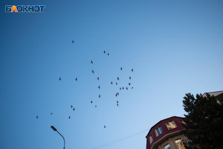 Из-за аномальной жары на Ставрополье ввели режим повышенной готовности 