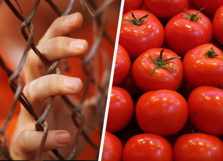 Движение «Альтернатива» не выявило рабства в истории со ставропольскими помидорами