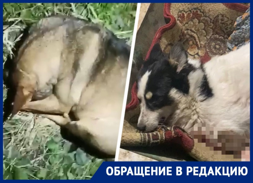 В Михайловске участились случаи издевательства над бездомными собаками