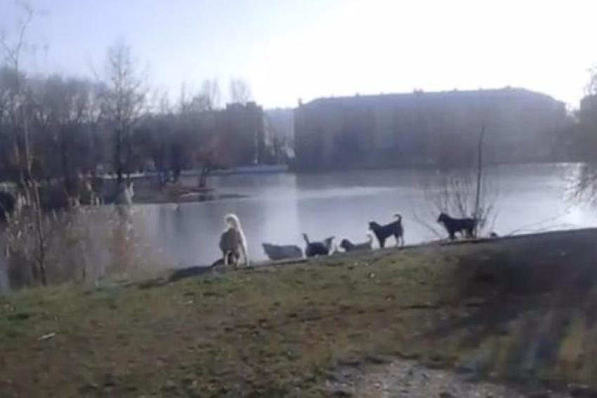 Дикие уличные собаки напугали отдыхающих в пятигорском парке
