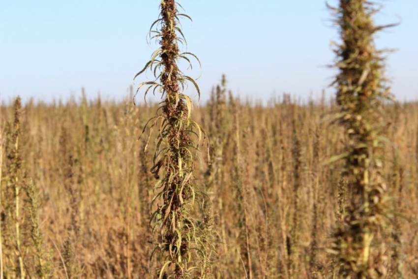 В Кировском районе мужчина замаскировал поле конопли под кукурузу