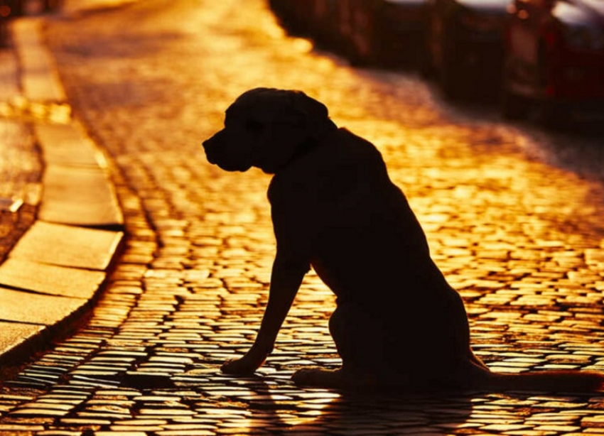 На Ставрополье пес долго ждал на месте ДТП погибшую хозяйку