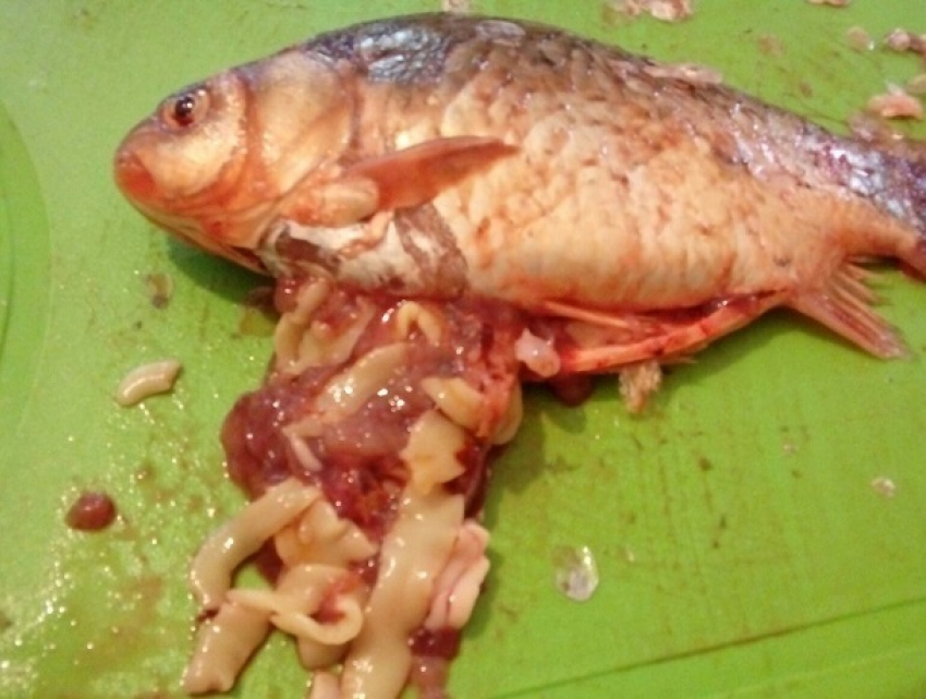 Омерзительных ленточных червей нашла в купленной на рынке рыбе жительница Буденновска 