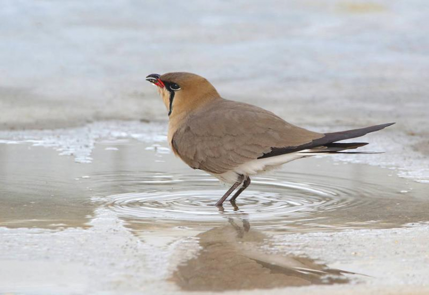 На Ставрополье из-за наводнений и скота исчезает вид птиц