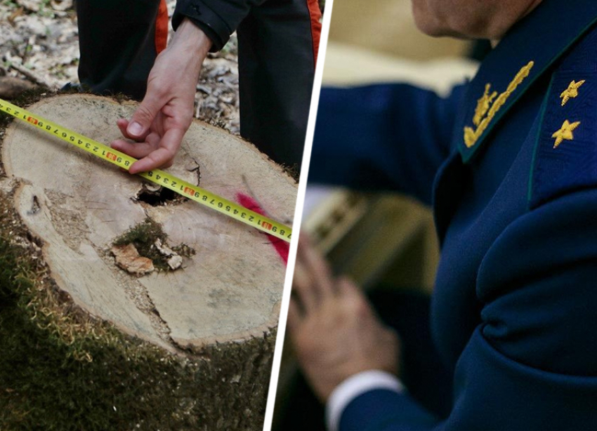 WWF добился возбуждения уголовного дела по вырубке деревьев в Бештаугорском заказнике