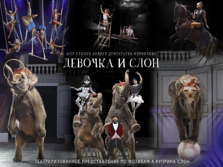 Слоны возвращаются домой! Новогоднее шоу слонов «Девочка и слон» в Ставропольском цирке с 20 декабря по 11 января