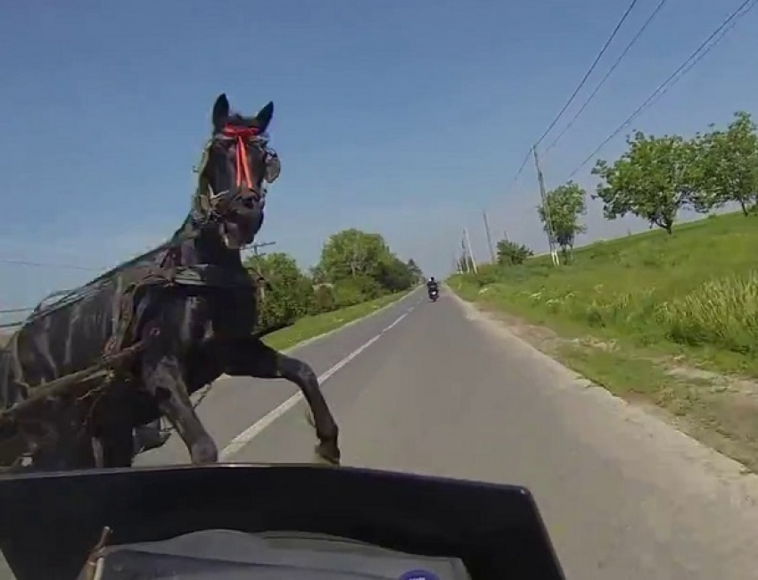 Перебегавшую дорогу лошадь сбил насмерть водитель «Нивы» на Ставрополье