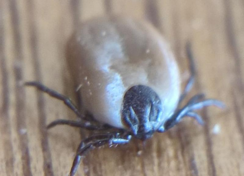 В Ставропольском крае проснулись клещи: за прошлую неделю уже зафиксировали укушенных 