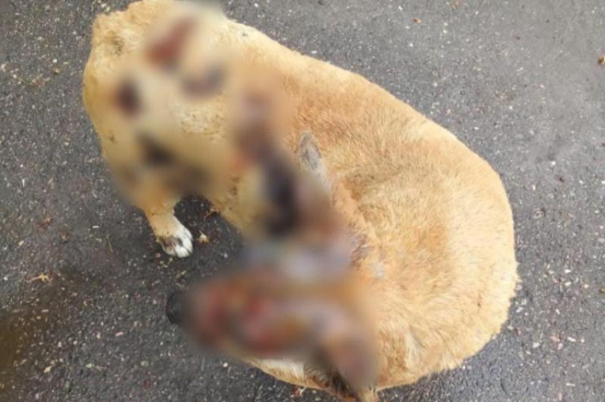 Житель Ессентуков отправится под суд за поджог собаки