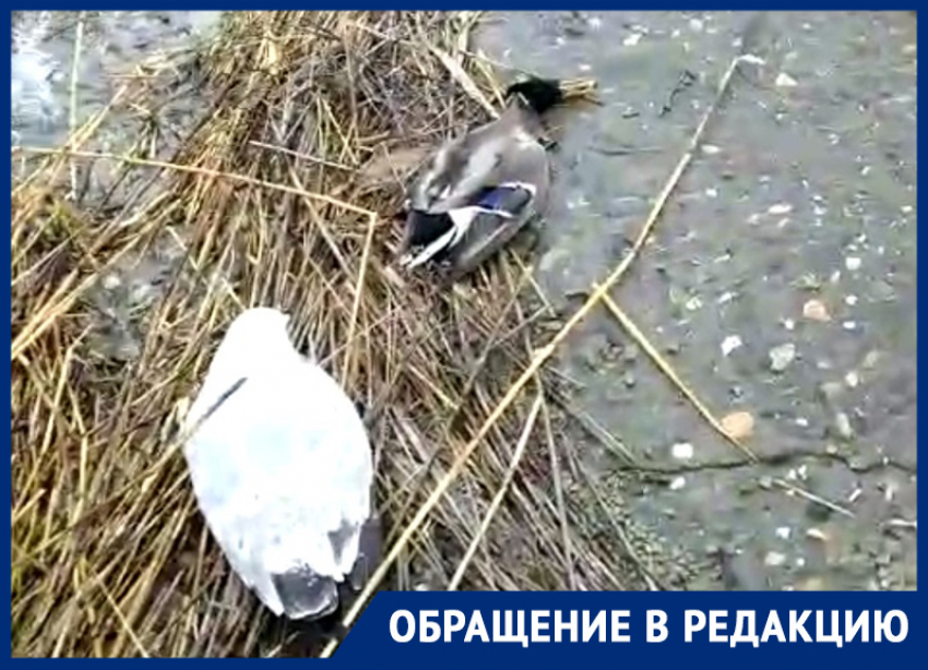 После неудачной протравки грызунов на Ставрополье массово погибают дикие утки 