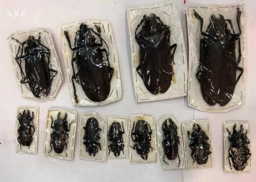 Крупнейшего в мире дровосека-титана и иных гигантских жуков пытались доставить на Ставрополье