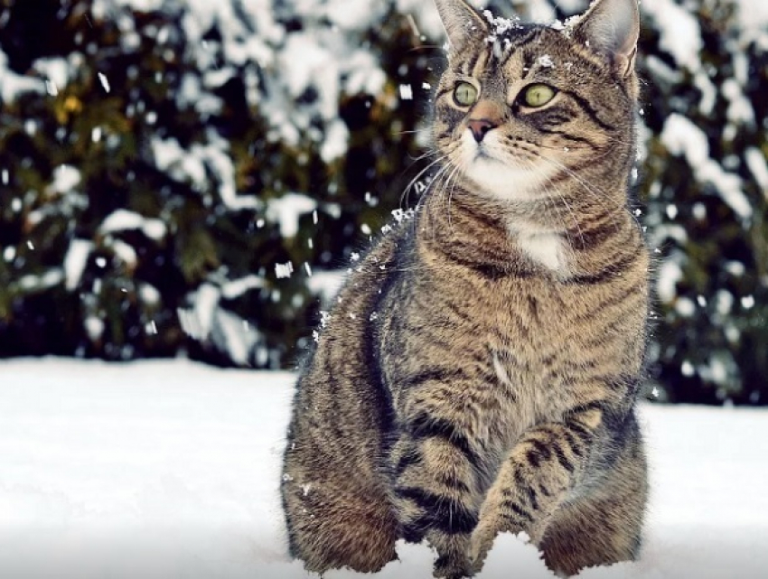 Снежный и облачный день ждет ставропольцев в четверг