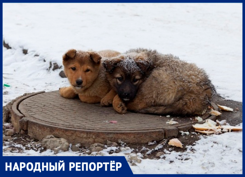 Горожанка призвала спасти от голода бездомных животных на холодных улицах Ставрополя