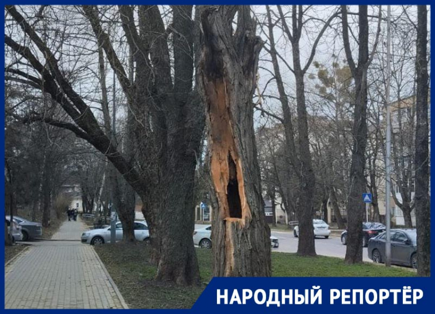 Вот-вот рухнет на головы? Сухое дерево в центре Ставрополя беспокоит горожан 