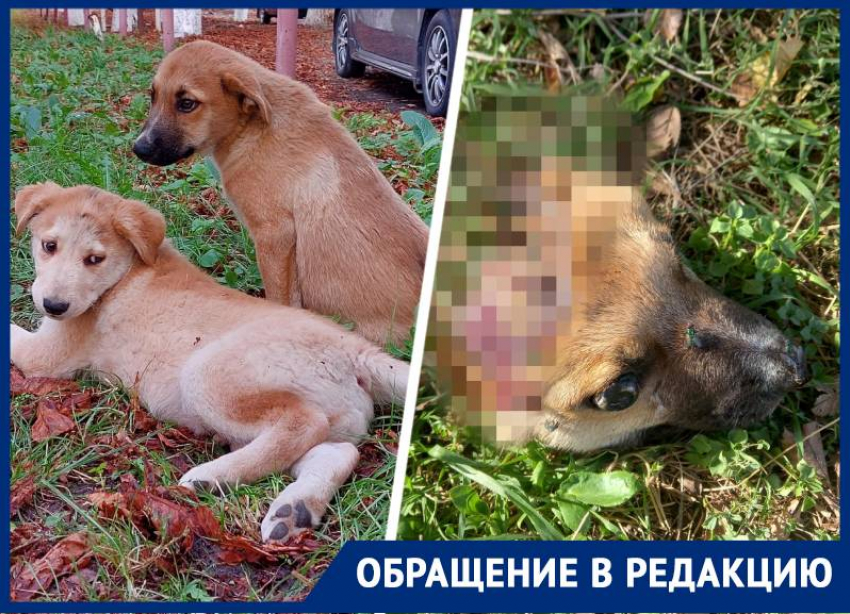 Сняли скальп и лишили глаз: расчлененные трупы щенков в Пятигорске возмутили зоозащитников 