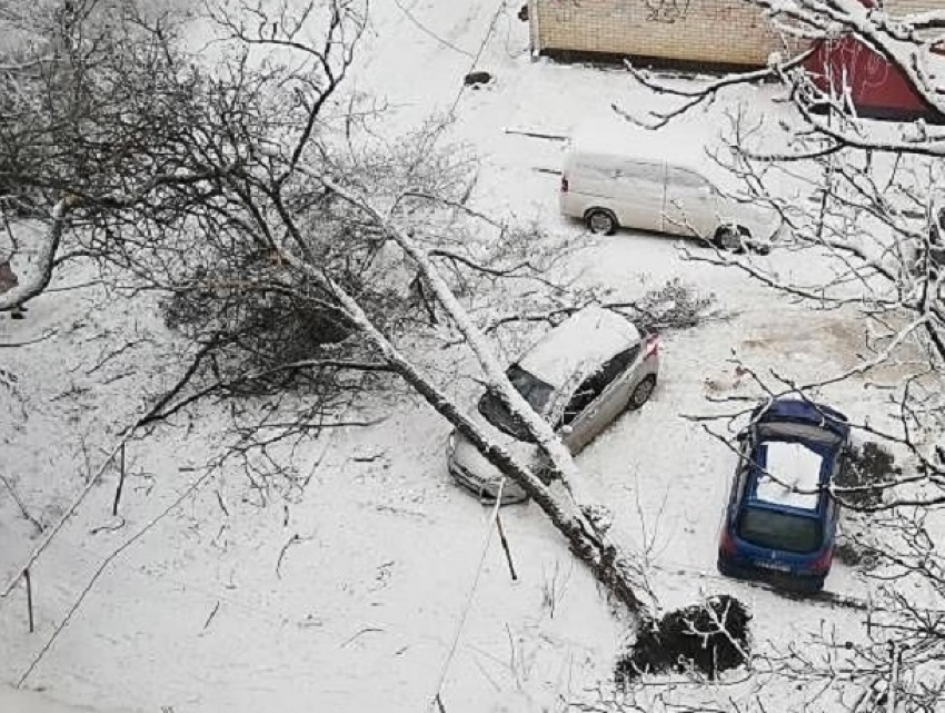 "Опять деревопад": огромных размеров растение упало на автомобиль в Ставрополе