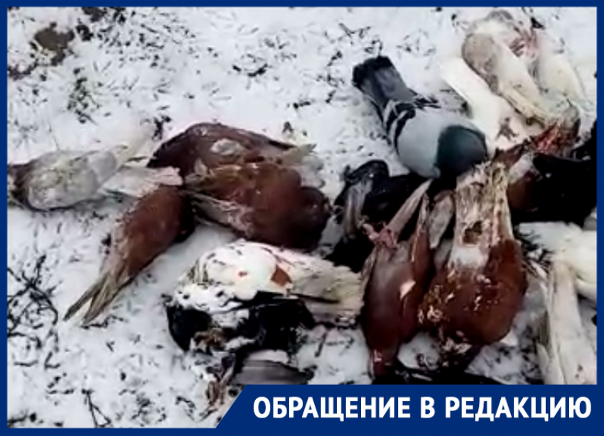 Мертвых голубей обнаружили в Благодарненском округе Ставрополья