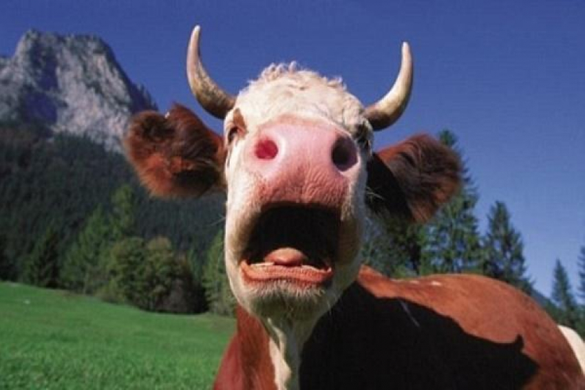Бешеные коровы стали причиной карантина в селе Ставрополья