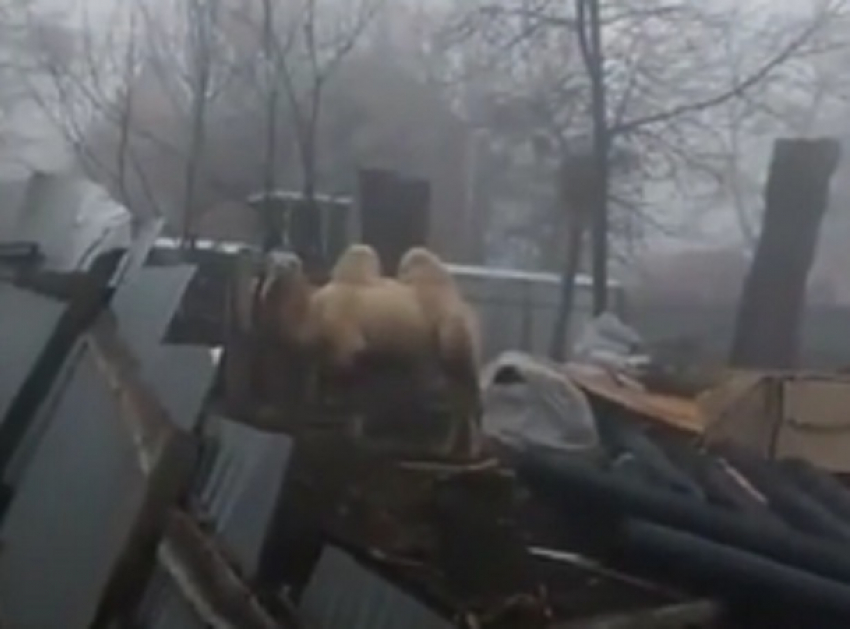 Безмятежного гуляющего верблюда посреди стройки сняли на видео в Ставрополе