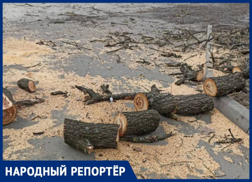 Жители Ставрополя возмутились вырубке деревьев в сквере на Ленина