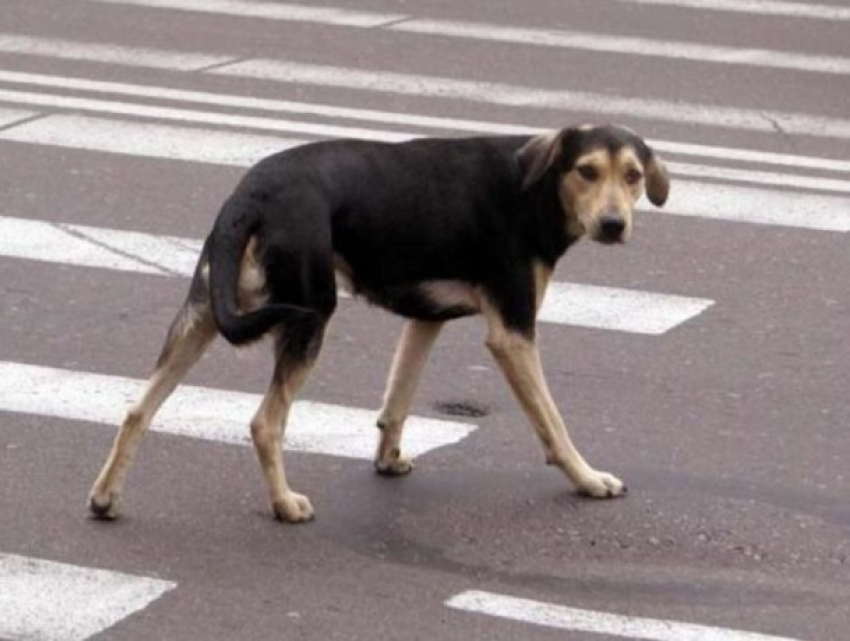 Врач за рулем черного «Туарега» сбил собаку во дворе и уехал, - очевидцы в Ставрополе
