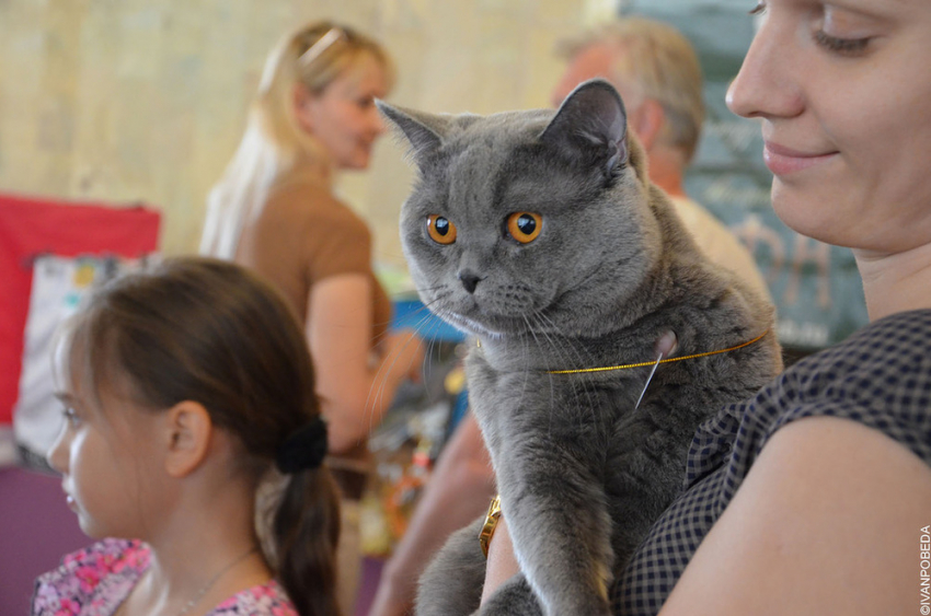 Выставка кошек прошла в Ставрополе