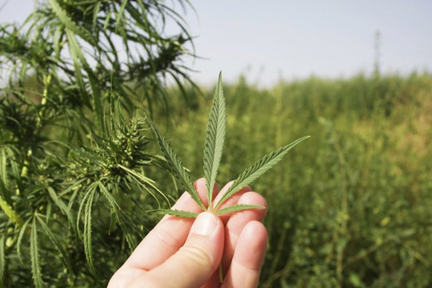 В Кировском районе у местного жителя изъяли марихуану