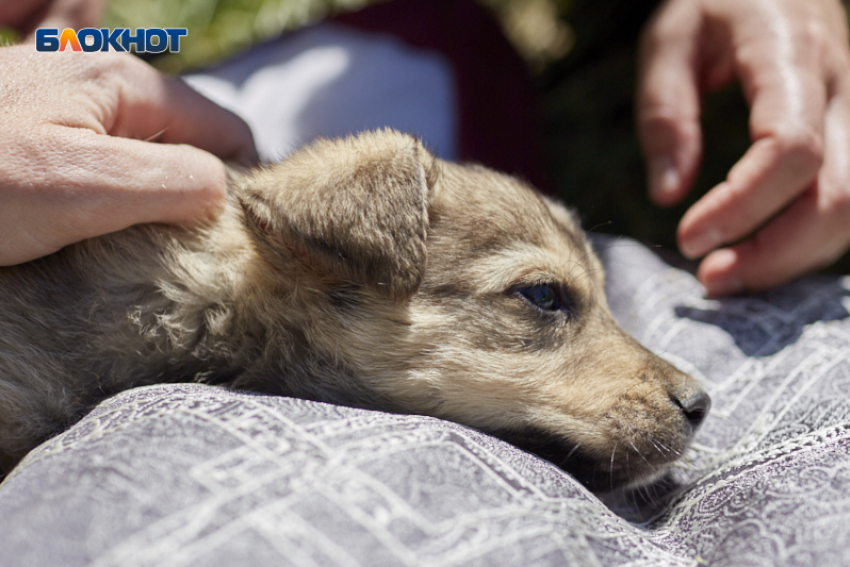 В работе ставропольской ветклиники с массовой гибелью животных выявили серьезные нарушения