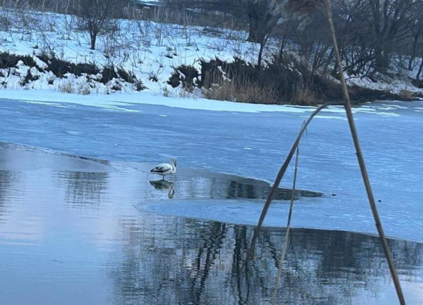 Розового фламинго заметили на одном из прудов Ставрополья