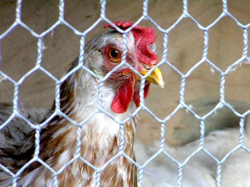 Белоруссия запретила ввозить Ставропольскую куриную продукцию