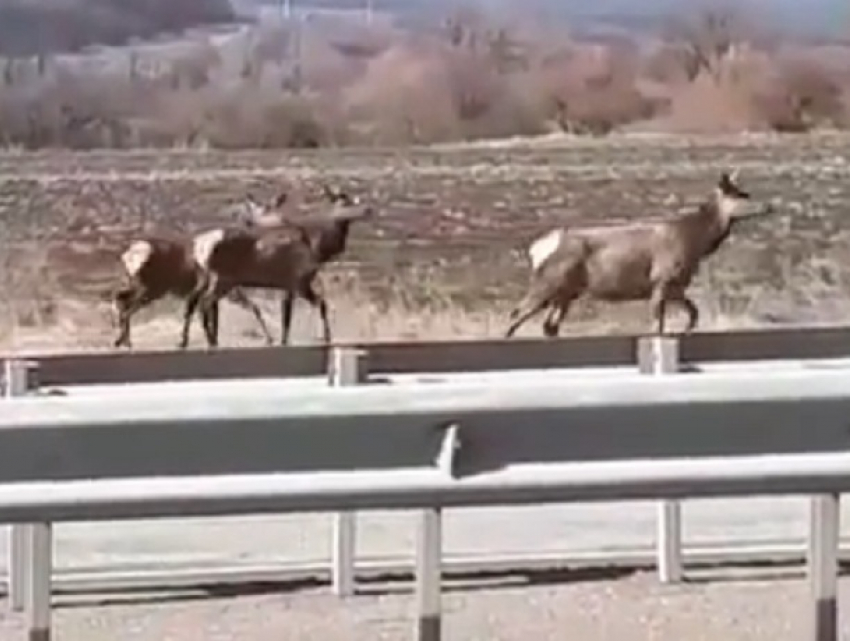  Три оленя пытались перейти дорогу и попали на видео под Ессентуками 