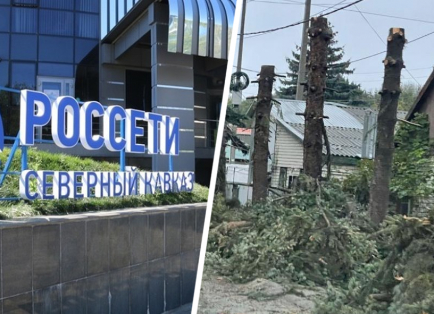 В «Россетях» объяснили вырубку тридцатилетних елей в Ставрополе безопасностью ЛЭП