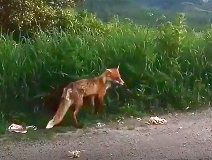 Голодную лисичку с горы Бештау накормили гиро и сняли на видео в Ставропольском крае