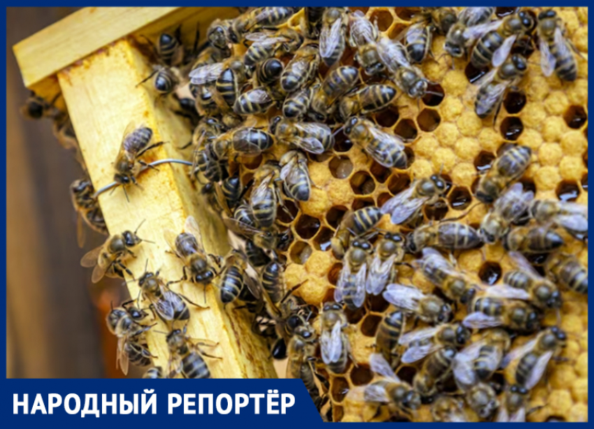 Пчелы вновь гибнут на Ставрополье
