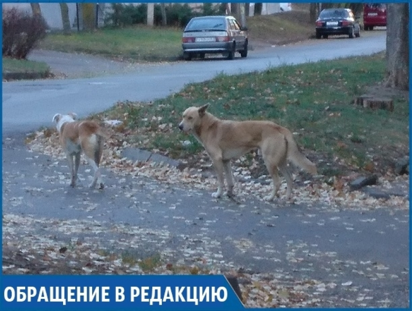 «Три года бездомные собаки нападают на людей и не дают нам спать по ночам», - жительница Кисловодска