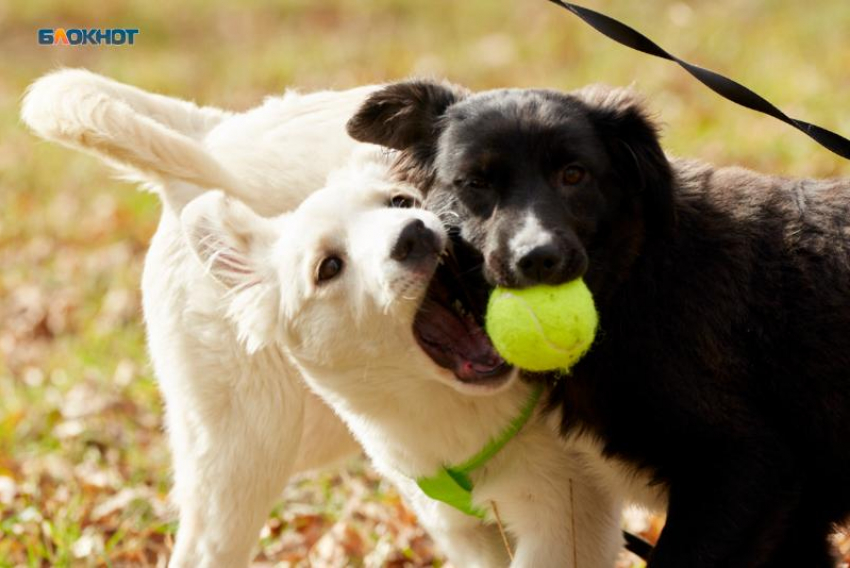 Застрелил собаку на глазах ребенка и ответит за это в суде житель Ставрополья