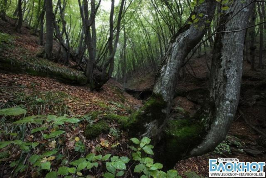 Ставропольские кадеты вышли на патрулирование лесного пояса краевого центра