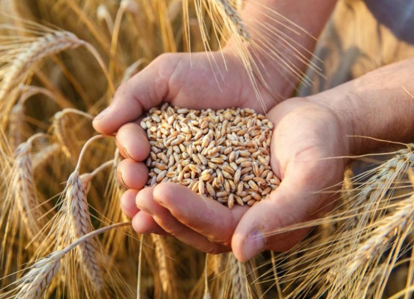 Ставропольское зерно экспортируют в юго-восточную Азию