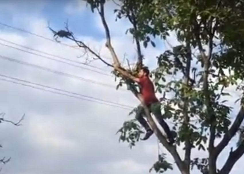 Героем видео стал житель Пятигорска, спасший с высокого дерева перепуганного кота