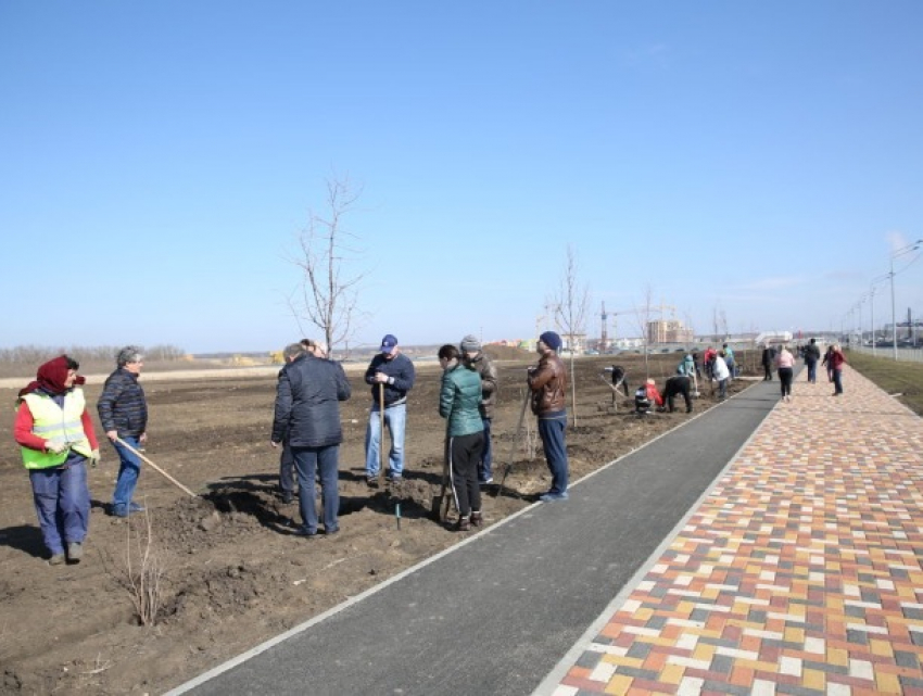 На проспекте Российском в Ставрополе высадят сотни деревьев и кустарников
