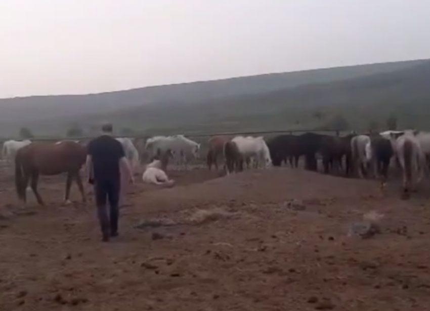 Гибель от голода десятков лошадей на конной ферме в Ставропольском крае прокомментировали чиновники 