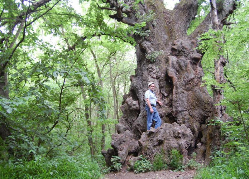 На Ставрополье растет самое большое дерево в России