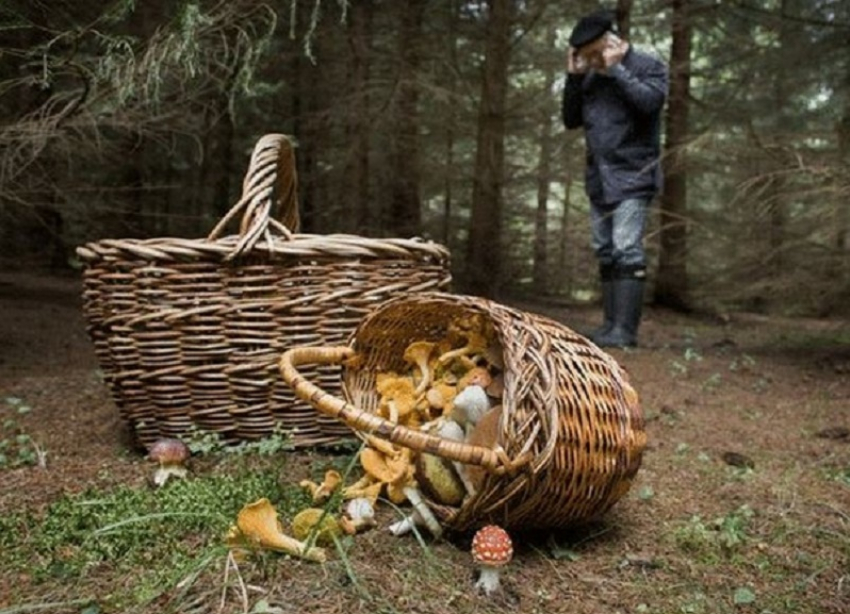 Семья грибников из Пятигорска потерялась в лесу Карачаево-Черкесии