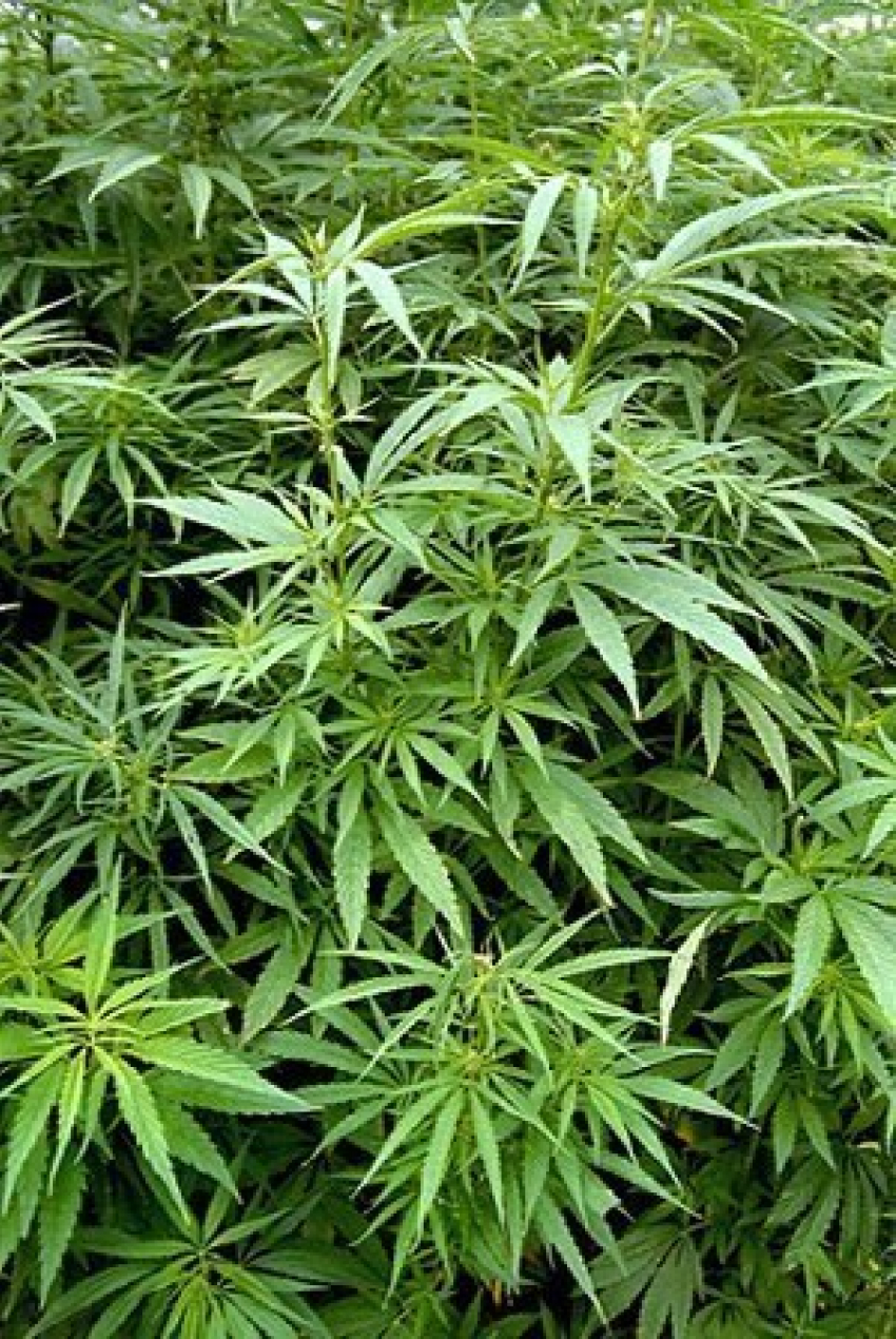 В Красногвардейском районе растет плантация марихуаны, которую много лет не уничтожают