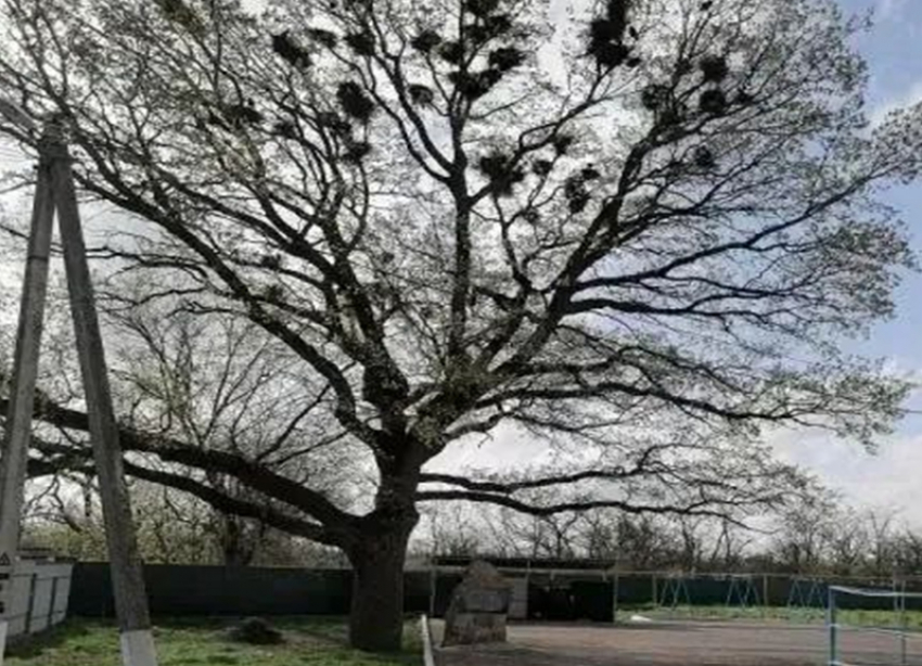 Трехсотлетний дуб из ставропольского села претендовал на звание «Российское дерево года-2025»