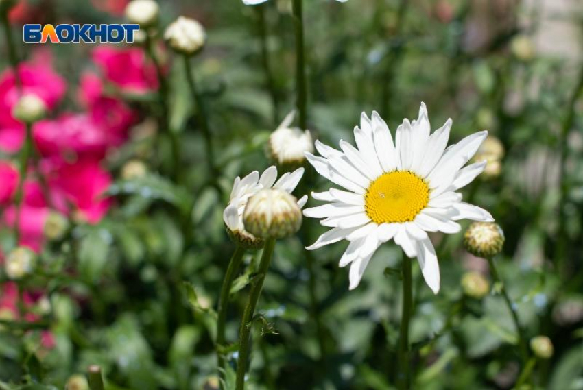 Аномальное тепло в феврале: на Ставрополье температура поднялась до +22 градусов 