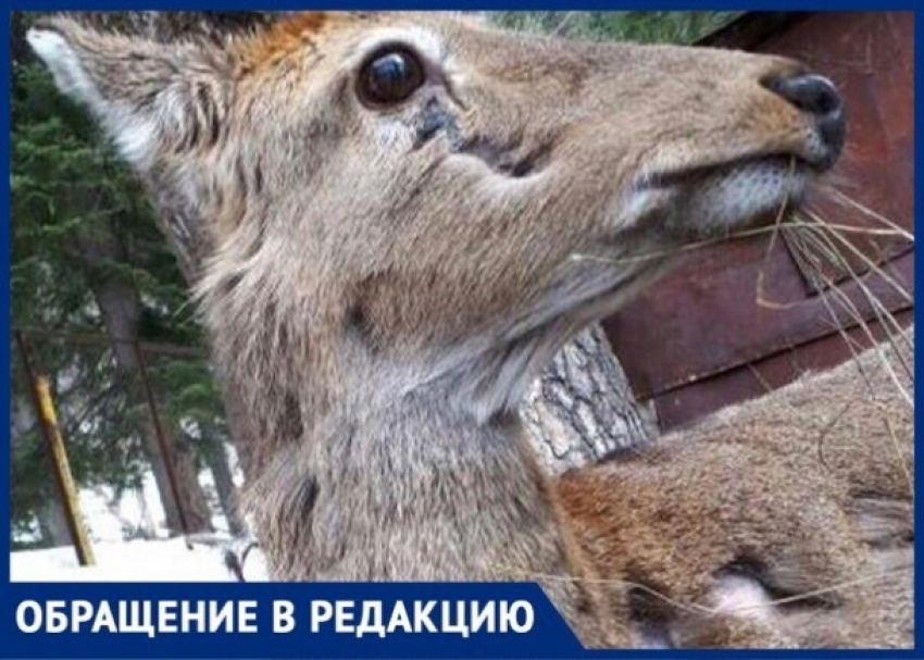 Заживо гниющий оленёнок погибает в заповеднике Карачаево-Черкессии