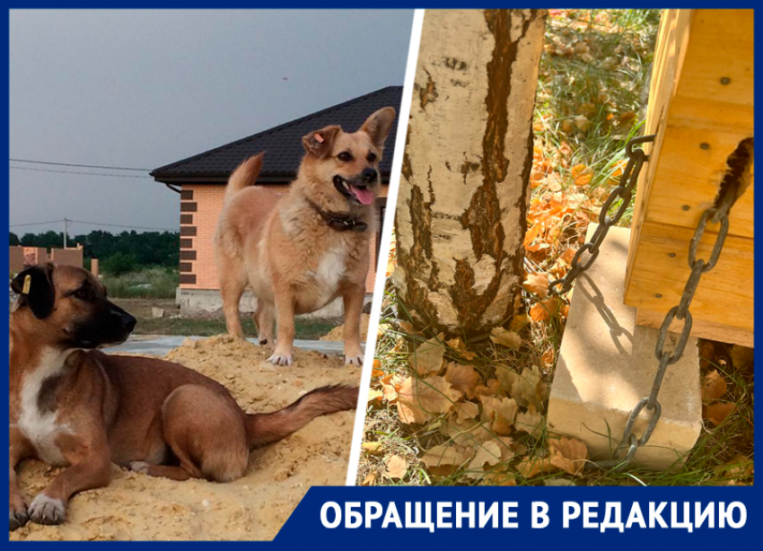 «Сам гавкает на собак»: на Ставрополье горожане воюют и из-за уличных животных