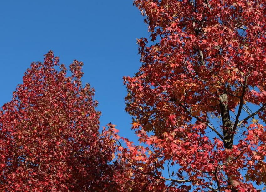 В четверг на Ставрополье будет тепло и ветрено
